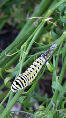 Papilio polyxenes