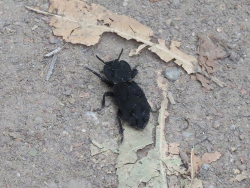 iNaturalist observation photo of Diabolical Ironclad Beetle