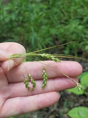 Carex formosa
