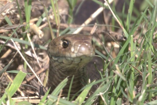 Eastern Brown Snake sighting