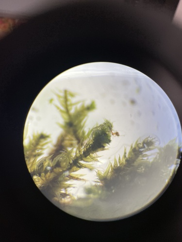Image of Flat-Brocade Moss (Platygyrium repens) by no rights reserved
