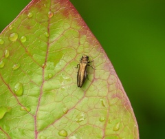 Agrilus cuprescens
