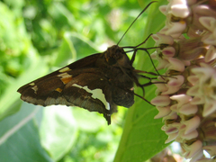 Epargyreus clarus clarus