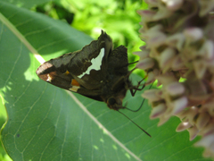 Epargyreus clarus clarus