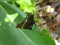 Epargyreus clarus clarus