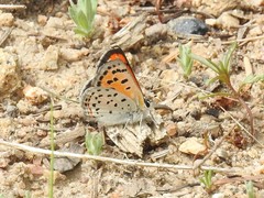 Lycaena cupreus