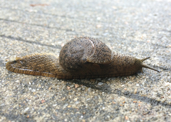 Megaustenia imperator