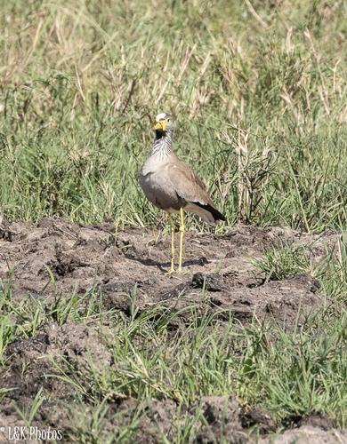 Vanellus senegallus