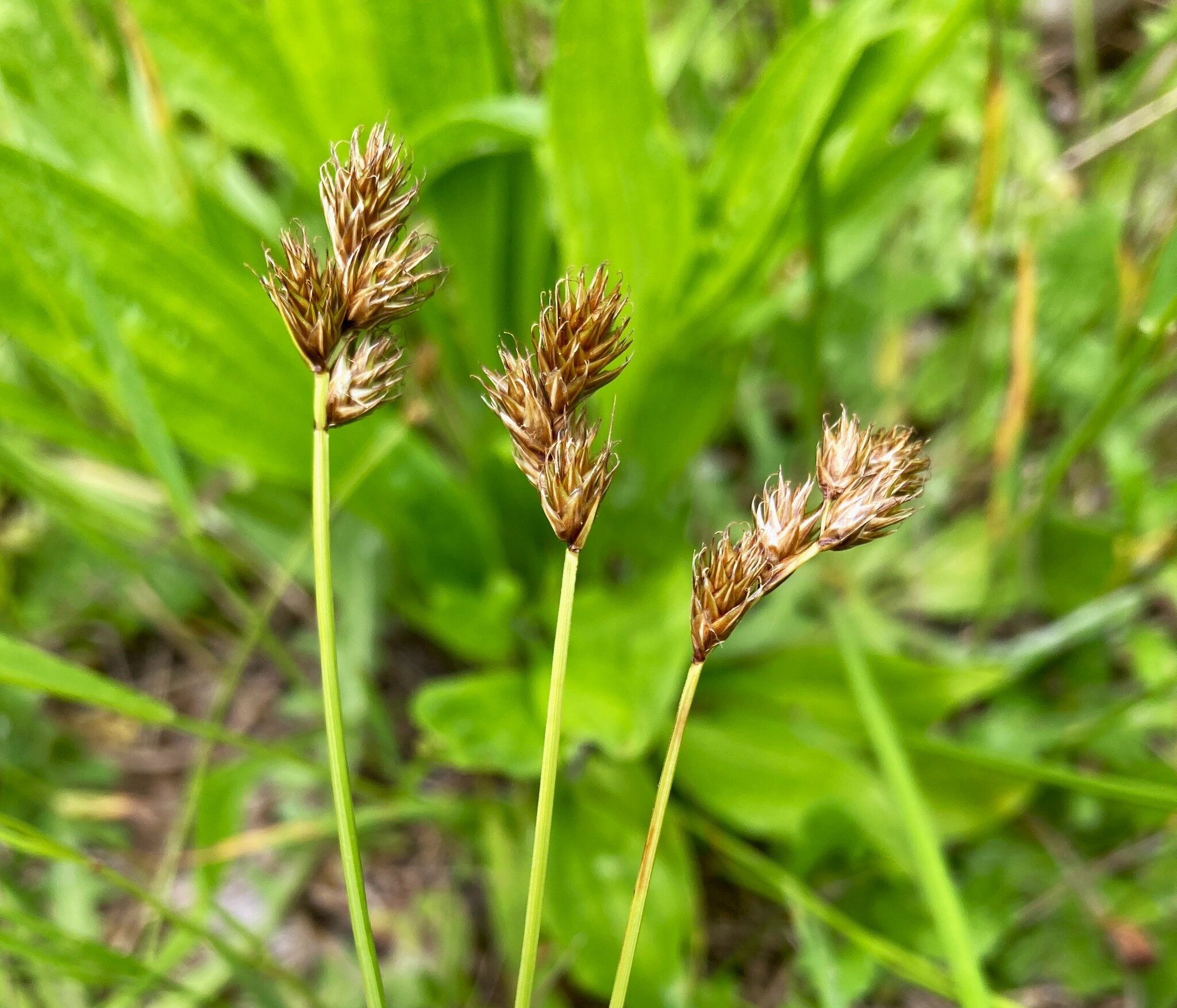 Carex leporina