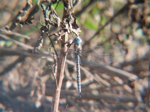 iNaturalist observation photo of Blue-eyed Darner