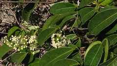 Rourea doniana