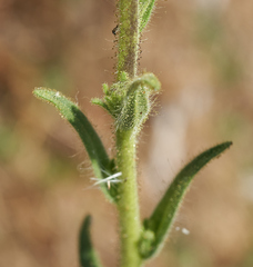 Madia sativa