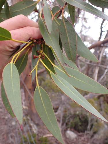 Image of Eucalyptus subcrenulata by (c) Nina Kerr, some rights reserved (CC BY)