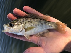 Sacramento Perch photo 5