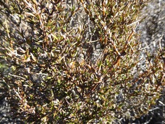 Coprosma intertexta