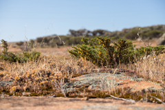 Verticordia staminosa, photograph (c) Cal Wood, some rights reserved (CC BY)