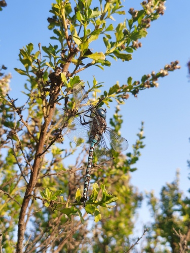 iNaturalist observation photo of Blue-eyed Darner