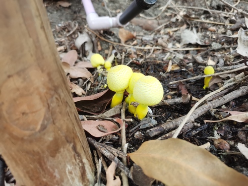 iNaturalist observation photo of flowerpot parasol