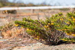 Verticordia staminosa, photograph (c) Cal Wood, some rights reserved (CC BY)