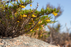 Verticordia staminosa, photograph (c) Cal Wood, some rights reserved (CC BY)