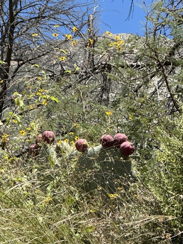 Image of Opuntia stenopetala by (c) Andrea Villarreal Rodríguez, some rights reserved (CC BY)