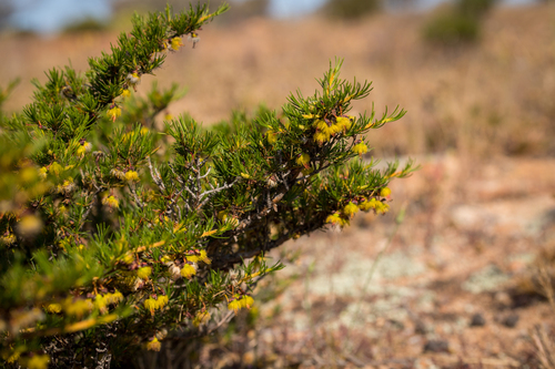 Verticordia staminosa, photograph 3