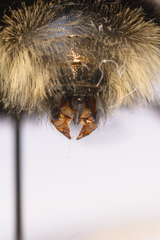 Bombus bohemicus