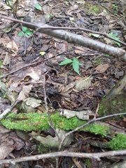 Lithobates sylvaticus image
