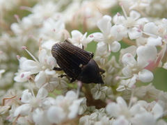 Odontocorynus umbellae