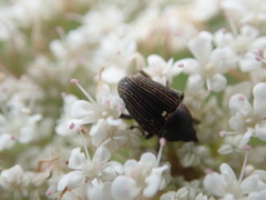 Odontocorynus umbellae