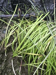 Lilaeopsis occidentalis