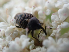 Odontocorynus umbellae