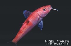 Parupeneus pleurostigma