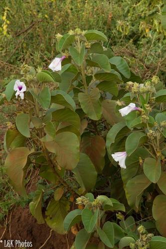 Ipomoea hildebrandtii, photograph 6