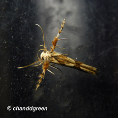 Stathmopoda stimulata