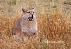 Cougar photo 5