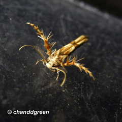 Stathmopoda stimulata