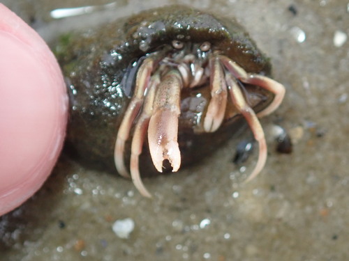 Long-claw Hermit Crab, photo 3 of 7