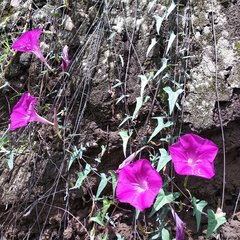 Ipomoea elongata