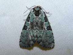 Leuconycta lepidula