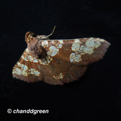 Saroba pustulifera