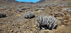 Euphorbia handiensis