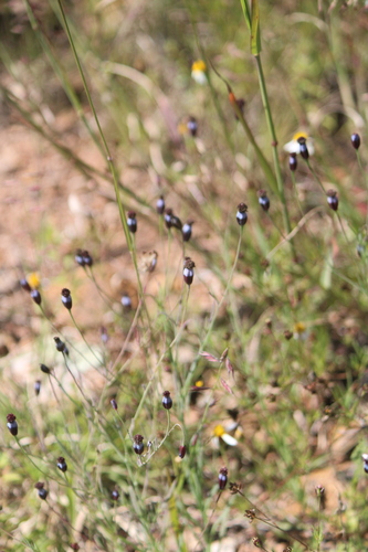 Porophyllum linaria, photograph 5