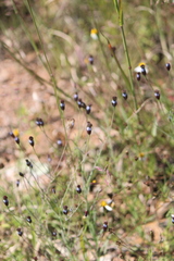 Porophyllum linaria, photograph (c) José Belem Hernández Díaz, some rights reserved (CC BY)