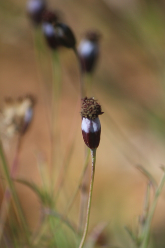 Porophyllum linaria, photograph 4