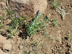 Stachys rothrockii