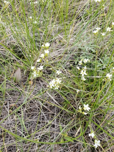 Eremogone congesta var. lithophila