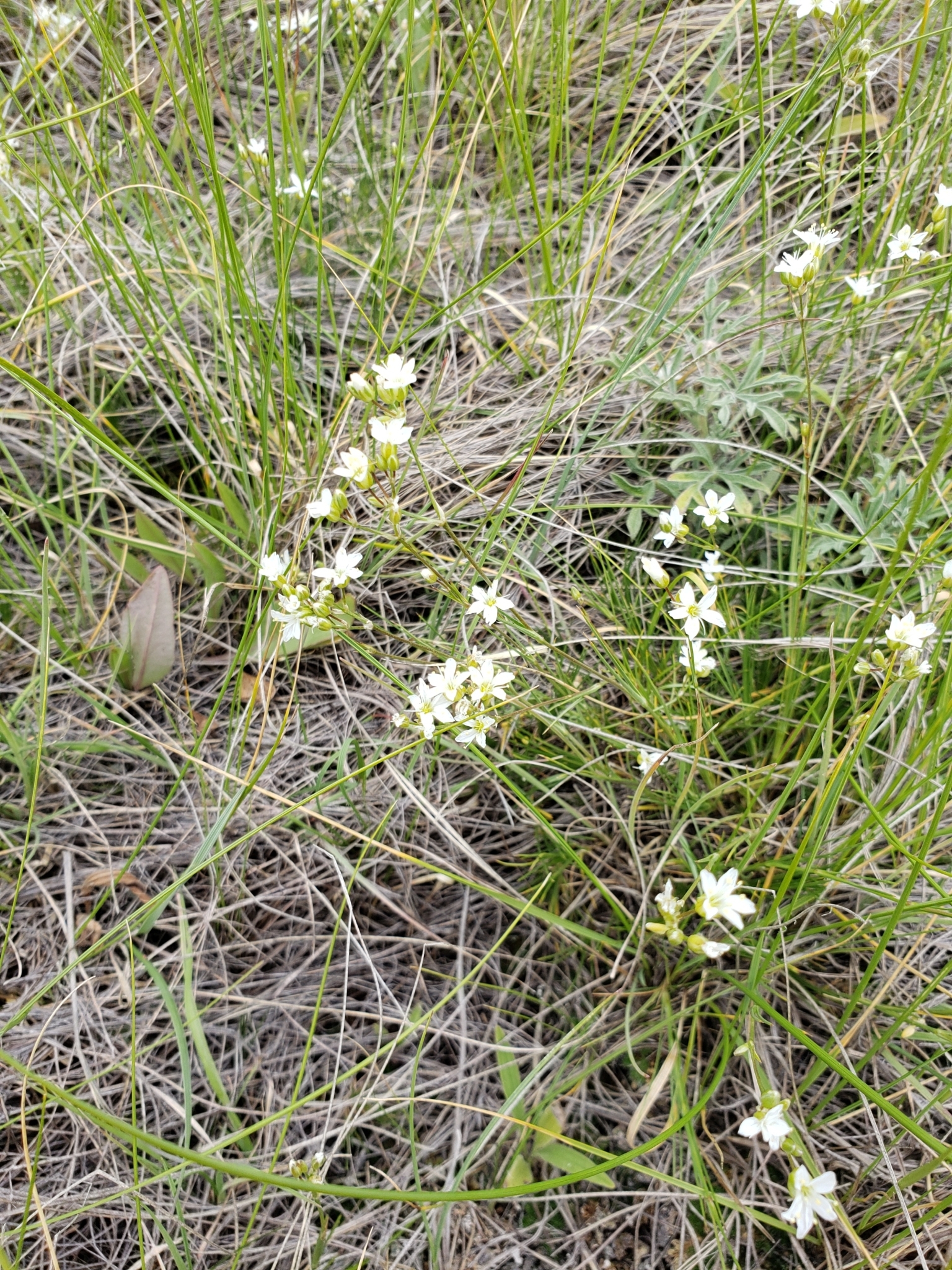 Eremogone congesta var. lithophila