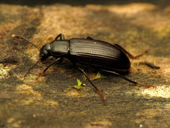 Strongylium terminatum