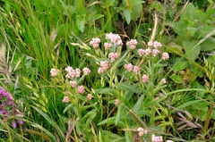 Pseudognaphalium ramosissimum